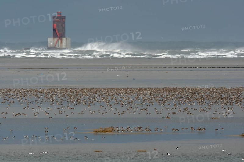 Eurasian curlew (Numenius arquata), resting troop on the mudflats during autumn migration off the island of Minsener Oog, Lower Saxony Wadden Sea National Park, East Frisian Islands, Lower Saxony, Germany, Europe