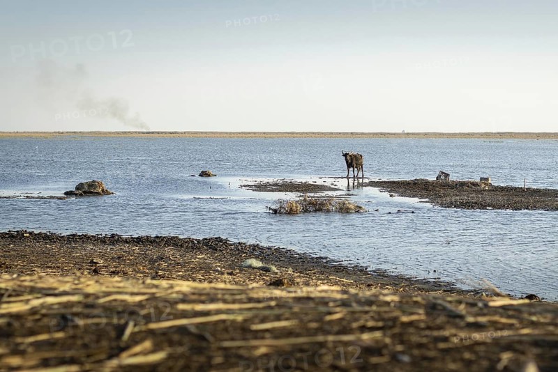 Ein Wasserbueffel steht im Weltkulturerbe Marschland, in Basra, 10.03.2023. Am Horizont sieht man den Rauch des Gas Flaring