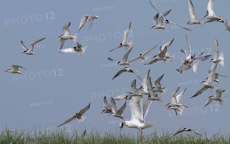 Common Tern (Sterna hirundo), joint predation defence in the colony, european herring gull (Larus argentatus) preys on chicks, Lower Saxon Wadden Sea National Park, East Frisian Islands, Lower Saxony, Germany, Europe