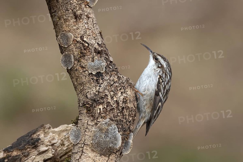Garden treecreeper at the feeder, Upper Austria, Austria, Europe