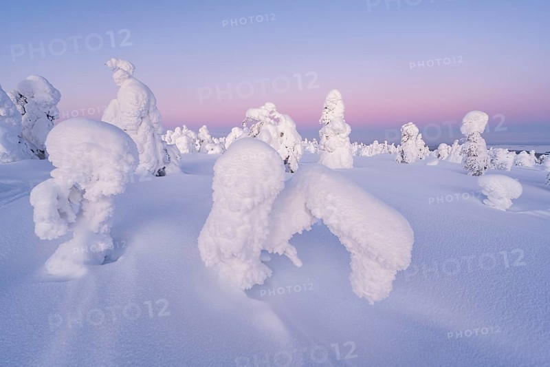 Snowed-in trees, winter landscape, Riisitunturi National Park, Posio, Lapland, Finland, Europe