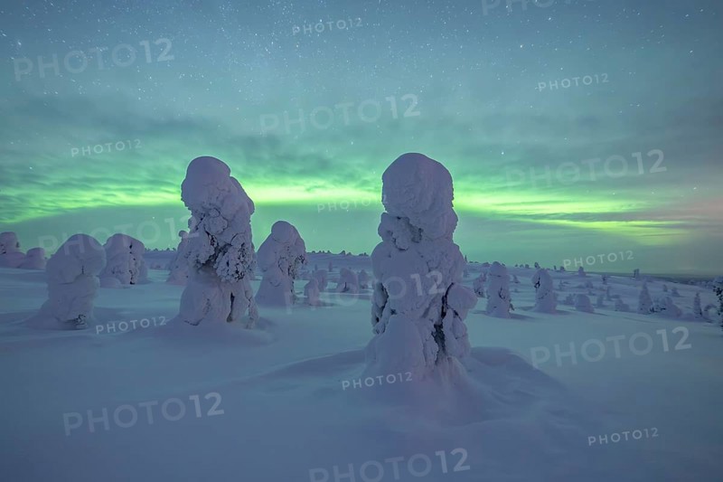 Northern Lights over Snowed-in Trees, Winter Landscape, Riisitunturi National Park, Posio, Lapland, Finland, Europe