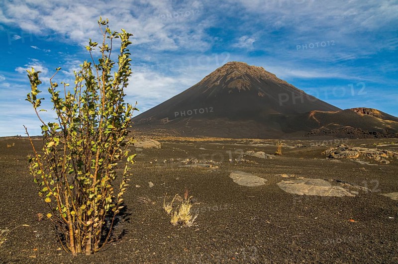 Bush in front of vulcano on Fogo. Cabo Verde. Africa