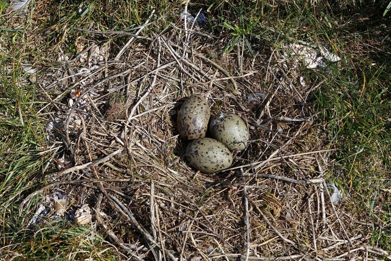 Black-headed Black-headed Gull (Chroicocephalus ridibundus), clutch of three eggs, hatching of the first chick, Lower Saxon Wadden Sea National Park, East Frisian Islands, Lower Saxony, Germany, Europe