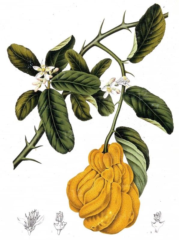 Or the fingered lemon, is an unusually shaped variety of lemon whose fruits are divided into finger-like sections resembling those on depictions of Buddha. It is called Buddha's hand (Citrus medica var. sarcodactylis), Historic, digitally enhanced reproduction of an original from the period