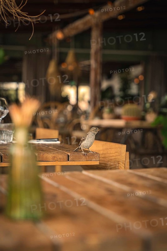Small bird in beach bar on table, Zandvoort, Netherlands