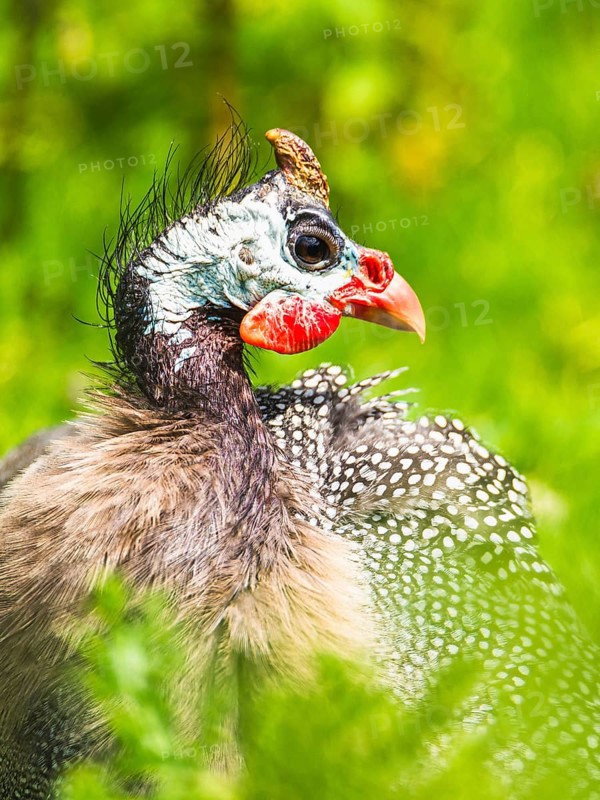Portrait of Helmeted Guinea Fowl (Numida meleagris)