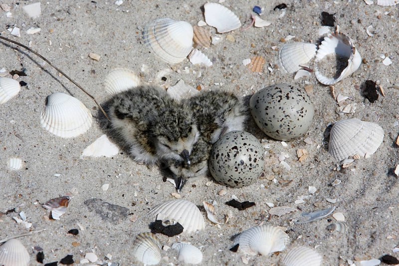 Ringed Plover (Charadrius hiaticula), clutch on the beach, search image, well camouflaged on the ground, newly hatched young in the clutch with eggs, Lower Saxon Wadden Sea National Park, East Frisian Islands, Lower Saxony, Germany, Europe