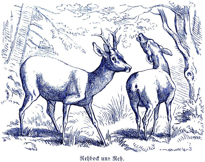 Roebuck and roe deer, Hubertus hunting and hunting scenes, wild animals, Two roe deer, antlers, sideways, from behind, trees, roaring, standing, historical illustration around 1860