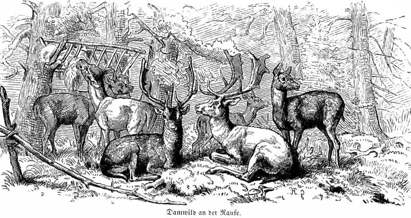 Fallow deer at the rack, Hubertus hunt, hunting scenes, wild animals, feeding place, forest, feeding, group, nature, historical illustration around 1860