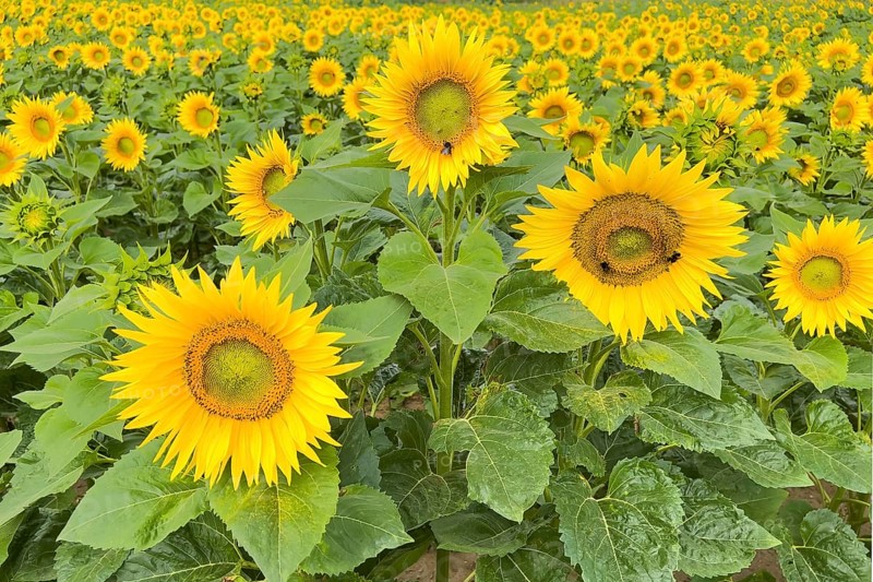 Sunflower (Helianthus annuus) Sunlight, blossom, summer feeling, blossoming sunflower field, Middle Elbe Biosphere Reserve, Saxony-Anhalt, Germany, Europe