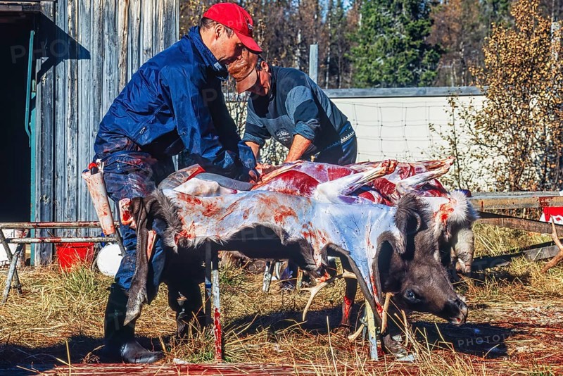 Slaughter of a reindeer bull by a sami people at autumn in the north of Sweden, Kvikkjokk, Lapland, Sweden, Europe
