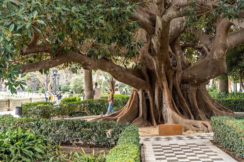 Giant rubber tree in the Jardines de Alameda Apodaca park, Cadiz, Andalusia, Spain, Europe