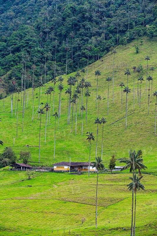 Wax palms largest palms in the world, Cocora valley, Unesco site coffee cultural landscape, Salento, Colombia, South America