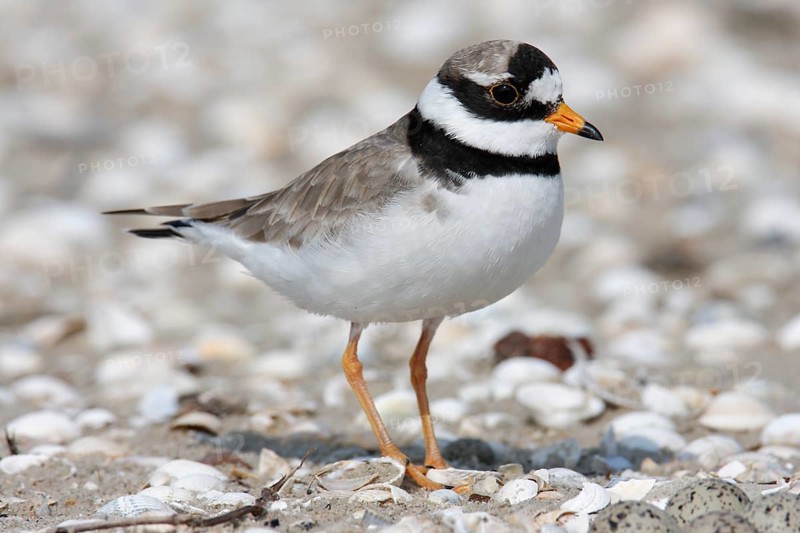 Ringed Plover (Charadrius hiaticula), study of an adult bird on the beach, Lower Saxony Wadden Sea National Park, East Frisian Islands, Lower Saxony, Germany, Europe