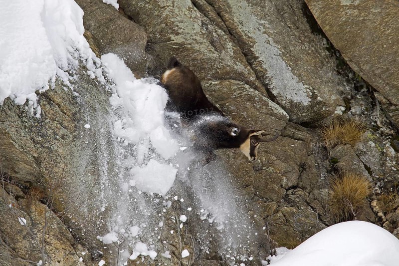 Chamois (Rupicapra rupicapra) coming down sheer rock face in the snow in winter, Gran Paradiso National Park, Italian Alps, Italy, Europe