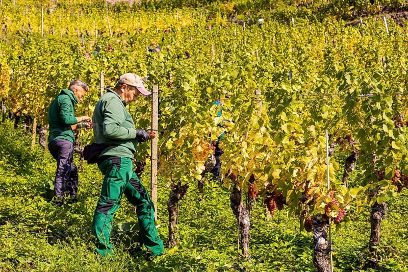 Saxon State Winery Schloss Wackerbarth invites the press to the grape grape harvest in the Goldener Wagen vineyard in Radebeul. Here, the winegrowers harvest the grapes for the Traminer Spätlese of the 2022 vintage in Saxony's premium location
