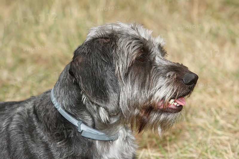 Dachshund Shih Tzu mix (Canis lupus familaris), male 4 years, Portraet, North Rhine-Westphalia, Germany, Europe
