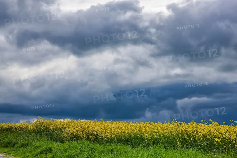 Rape fields near Batzdorf in the district of Meissen