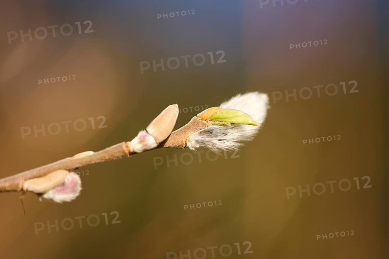 Eastern crack-willow (Salix euxina) pussy willow, detail, Upper Palatinate, Bavaria, Germany, Europe