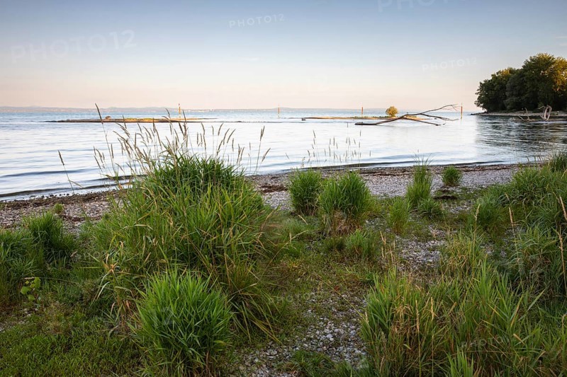 Island in Lake Constance, dawn, morning glow, summer, dead wood, summer, mouth of the river Argen, Langenargen, Baden-Württemberg, Germany, Europe