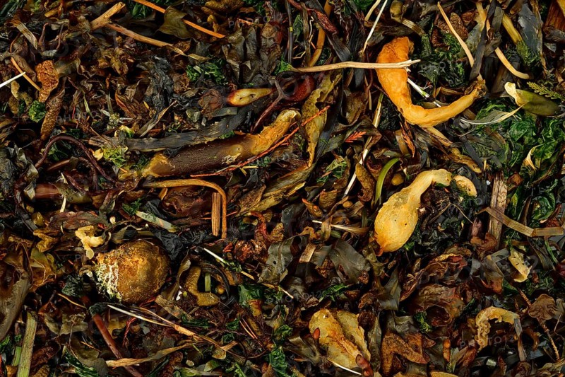 Seaweed and sea grass on the seashore, Vancouver Island, Canada, North America