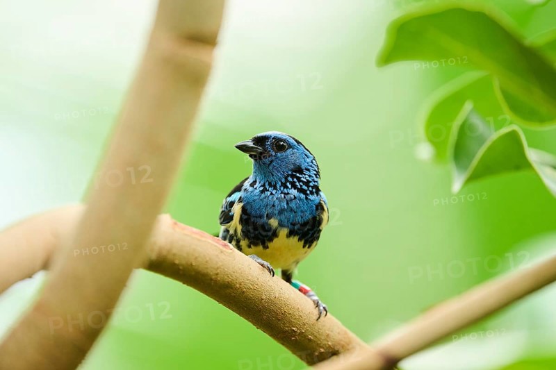 Opal-rumped tanager (Tangara velia) sitting on a branch, Bavaria, Germany, Europe
