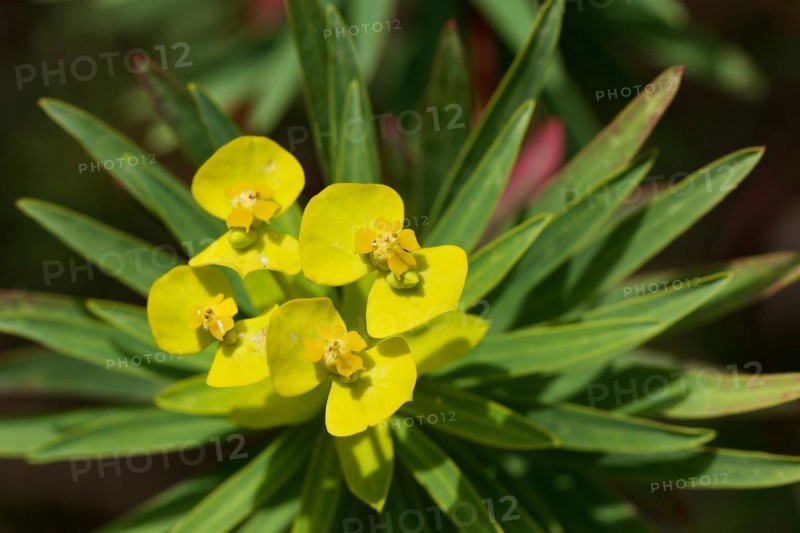 Yellow spurge (Euphorbia dendroides), macro, flower, from above, Zingaro, national park, nature reserve, northwest, Sicily, Italy, Europe