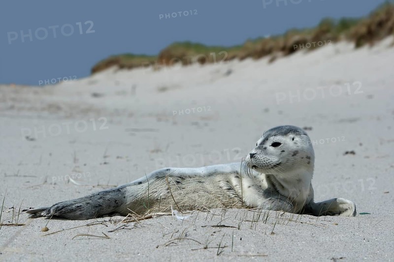 Common harbor seal (Phoca vitulina), howler, young resting on the beach, Lower Saxony Wadden Sea National Park, Lower Saxony, Germany, Europe