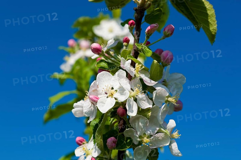 Orchards near Borthen