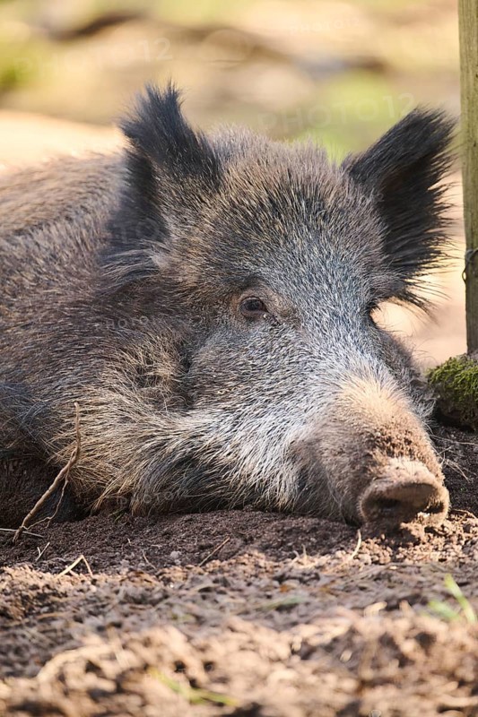 Wild boar (Sus scrofa) in a forest, portrait, Bavaria, Germany Europe