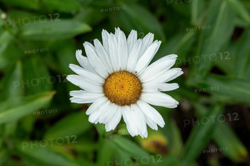 Marguerite, Glücksburg, Schleswig-Holstein, Germany, Europe