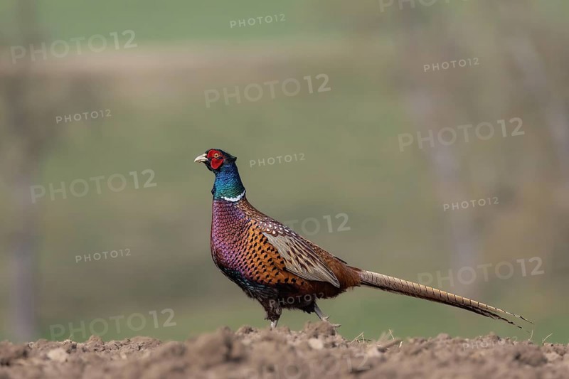 Pheasant striding across a field, Upper Austria, Austria, Europe