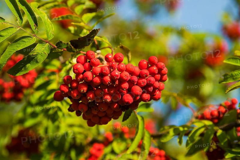 Mountain ash is an important food plant for animals. This has been proven so far for 31 mammal and 72 insect species, including 41 small butterflies and twelve weevils A total of 63 bird and 20 mammal species have been identified as users of the fruit