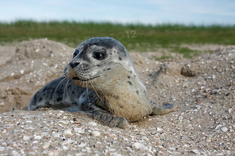 Common harbor seal (Phoca vitulina), howler in the dunes, juvenile, Lower Saxony Wadden Sea National Park, Lower Saxony, Germany, Europe