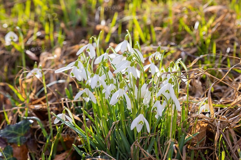 Blooming snowdrops in the village centre of Altübigau