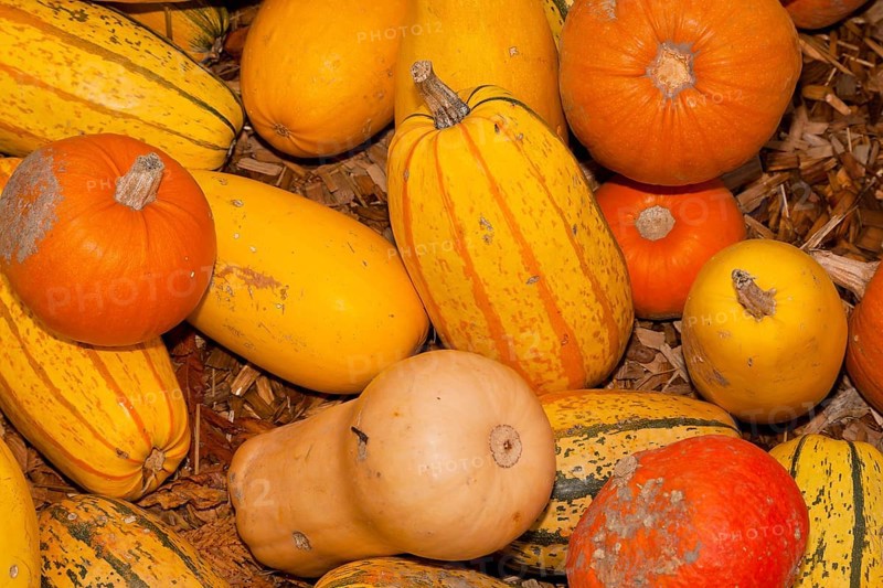 Pumpkins (Cucurbita) (Cucurbitaceae) are a genus of plants in the gourds . Five species are cultivated: Cucurbita argyrosperma, siam pumpkin (Cucurbita ficifolia), squash (Cucurbita maxima), musk squash (Cucurbita moschata) and garden pumpkin (Cucurbita pepo)