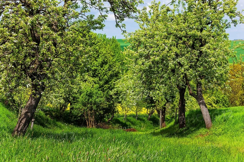 Pigeon home field path in spring