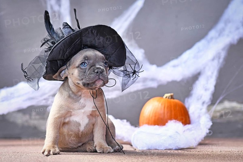 Adorable French Bulldog dog puppy dressed up with large Halloween witch hat in front of seasonal background with cobweb and pumpkin