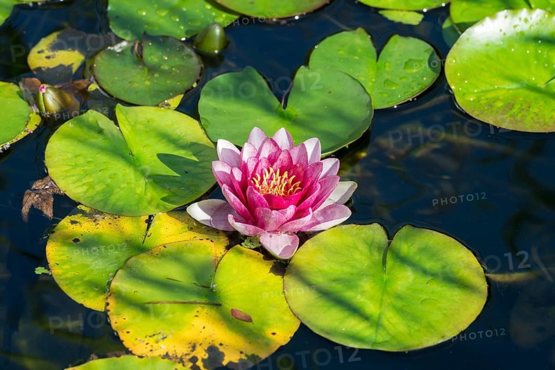 Pink water lily (Nymphaea) Baden-Württemberg, Germany, Europe