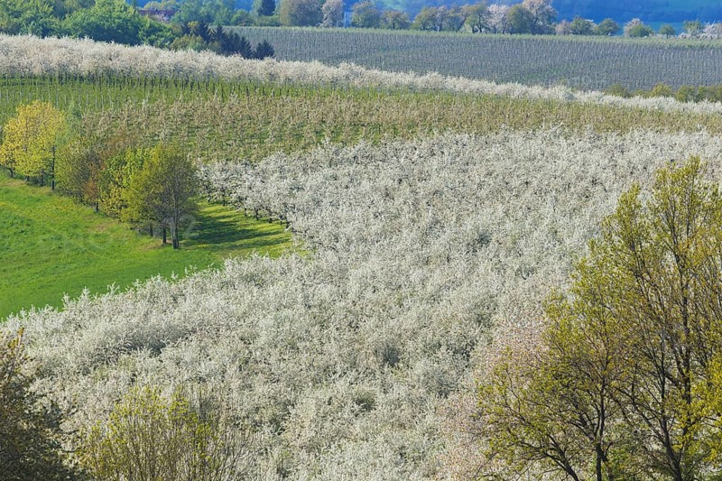 Blooming orchards near Maxen