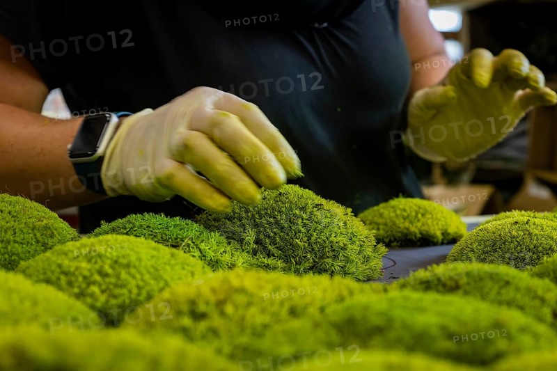 Moss Moss Manufacture
