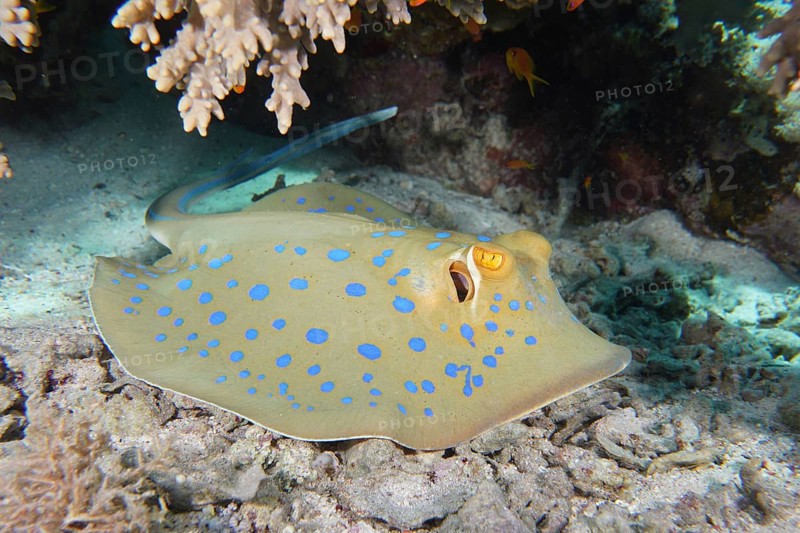 Bluespotted ribbontail ray (Taeniura lymma), House reef dive site, Mangrove Bay, El Quesir, Red Sea, Egypt, Africa