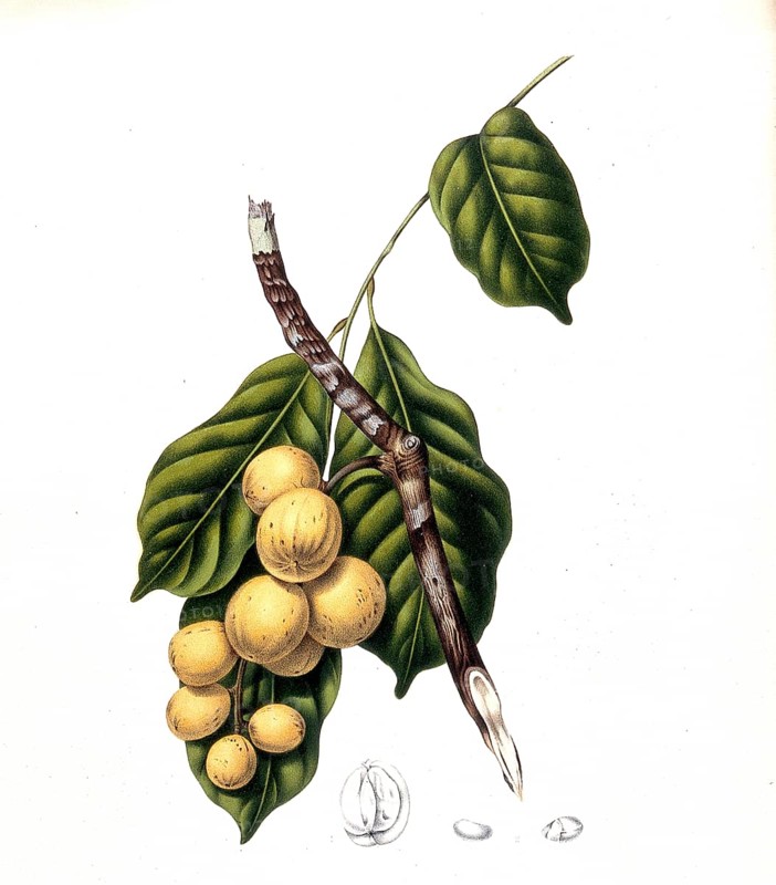 Lansium parasiticum (Lansium domesticum), is a species of plant from the mahogany family, Meliaceae. It probably originates from Malaysia and is hardly known in Europe, but its fruits are very popular in the Philippines, Thailand, Malaysia and Indonesia, Historic, digitally improved reproduction of an original from that time, Asia