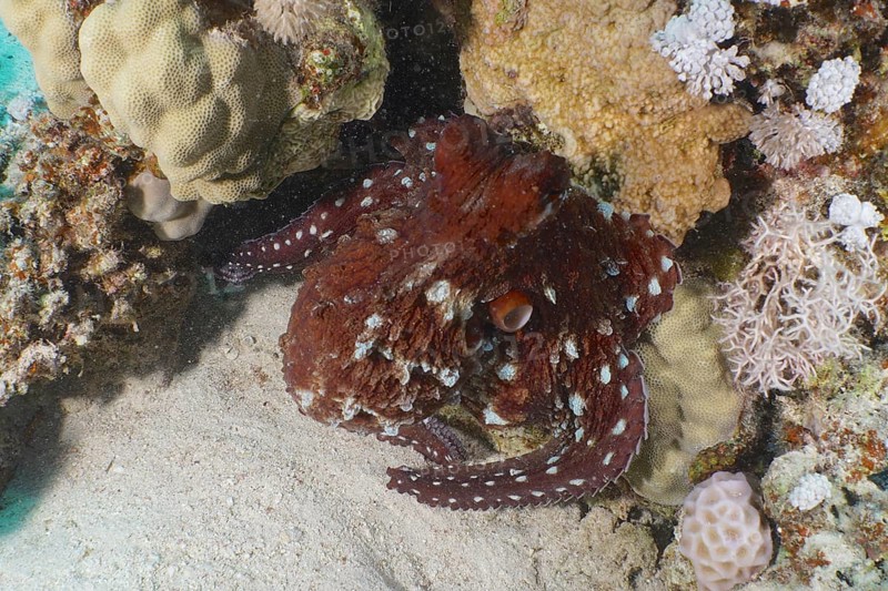 Great Blue Octopus (Octopus cyaneus), Dive Site House Reef, Mangrove Bay, El Quesir, Red Sea, Egypt, Africa