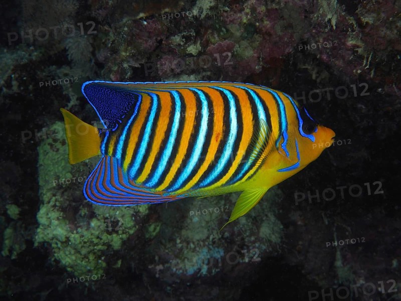 Royal angelfish (Pygoplites diacanthus), House Reef dive site, Mangrove Bay, El Quesir, Red Sea, Egypt, Africa