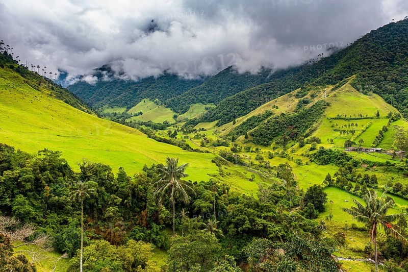 Wax palms largest palms in the world, Cocora valley, Unesco site coffee cultural landscape, Salento, Colombia, South America