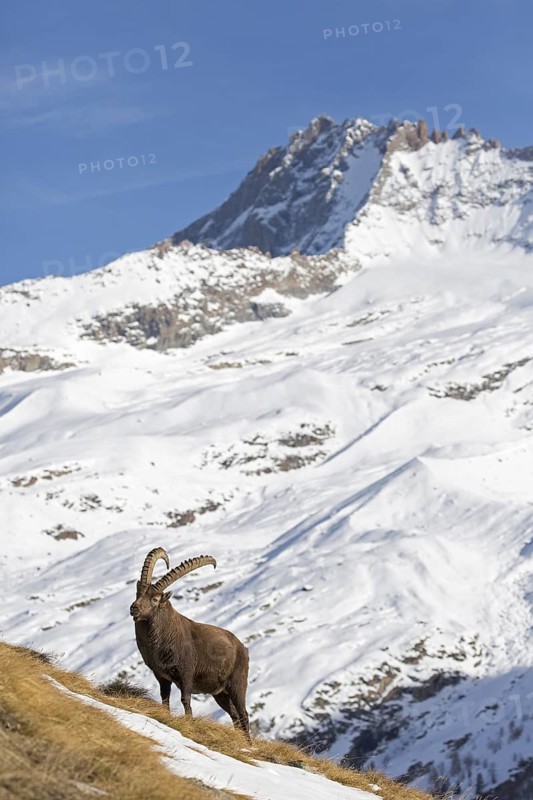 Alpine ibex (Capra ibex) male foraging in the snow in winter in the Gran Paradiso National Park, Italian Alps, Italy, Europe