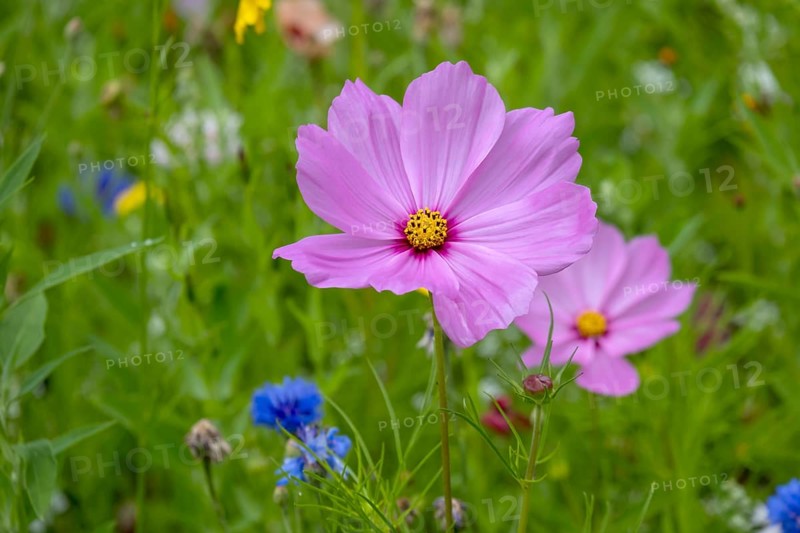 Mexican aster (Cosmos bipinnatus) in a flower meadow, Münsterland, Germany, Europe