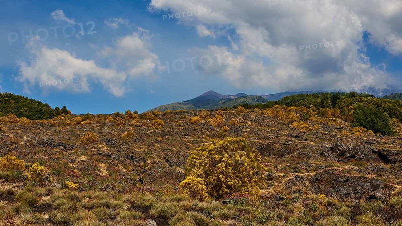 Overgrown lava field, yellow bushes, cloudy blue HÄtna, volcano, Eastern Sicily, Sicily, Italy, Europe